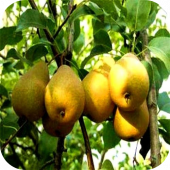 Груша "Дюймовочка" 